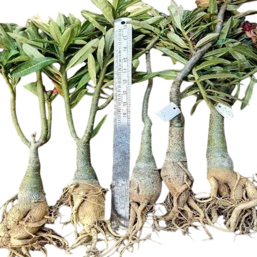 Adenium Grafted Plant - 2-3 Feet, Green, Whole Plant | Fresh, A Grade, Acidic Clay Soil, Full Sun Exposure