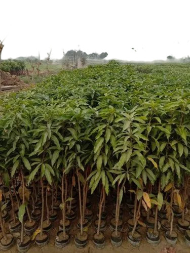 Amropali Mango Plants