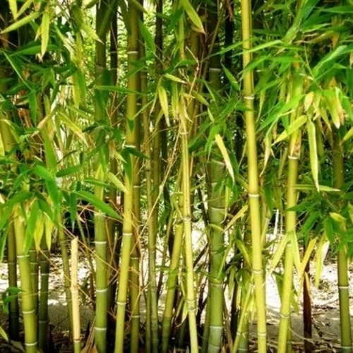 Bamboo Plant