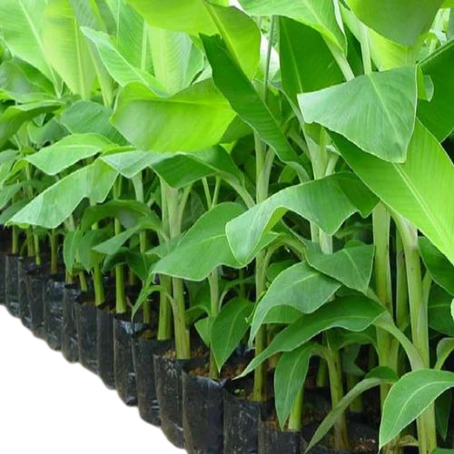 Banana Tissue Culture Plants