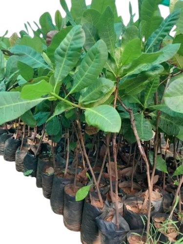 Grafted Kaju Plant