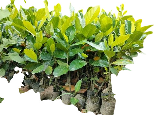 Jack Fruit Plants