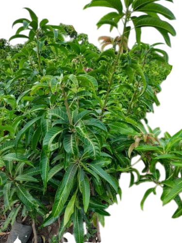 Kasar Mango Plants