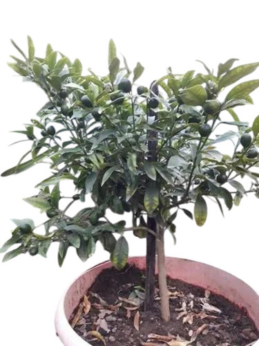Sweet Lemon Plant