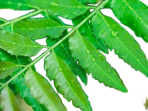 Neem Leaves