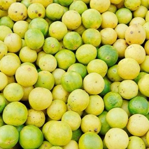 Small Size Fresh Lemon