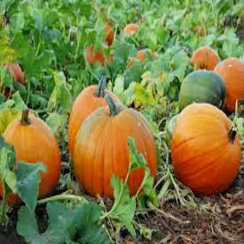 Fresh Pumpkin