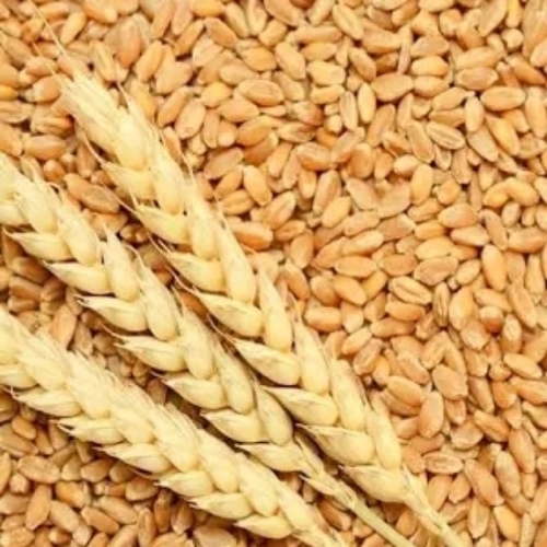 Wheat Grains