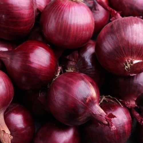 Fresh Onion