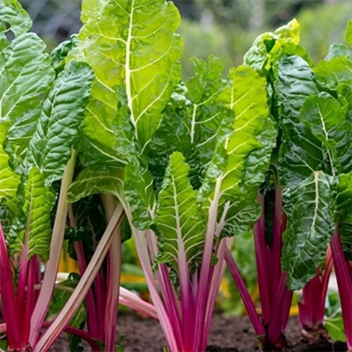 Swiss Chard Vegetables