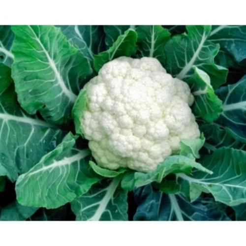Fresh Cauliflower