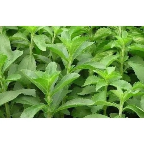 Stevia Plant