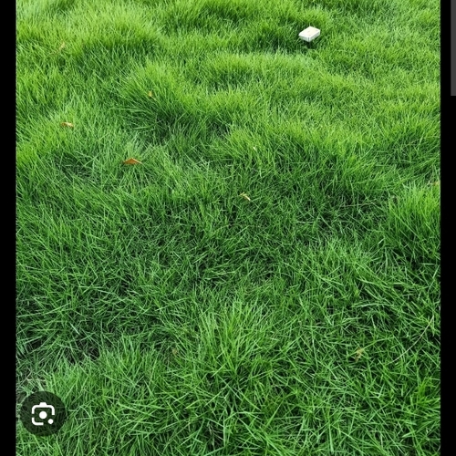 Fresh Grass - Small Green, Moist Soft Texture | Smooth Flexible Blades, Dense Growth, Fresh Aroma