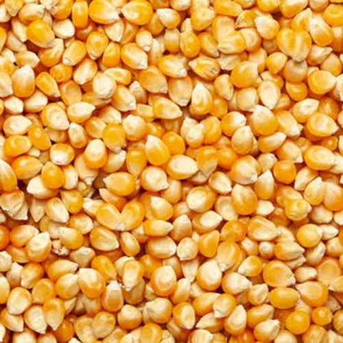 Maize 2