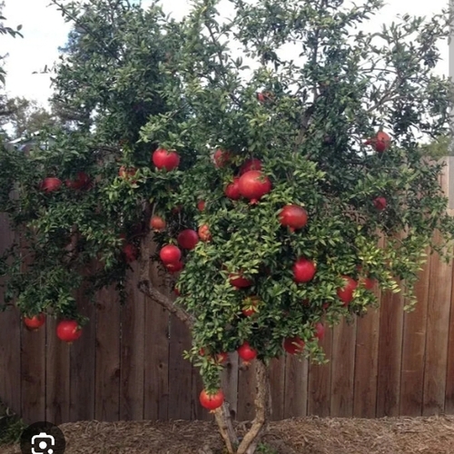 Pomegranate Tree