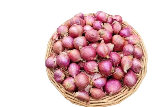 Shallot Onion