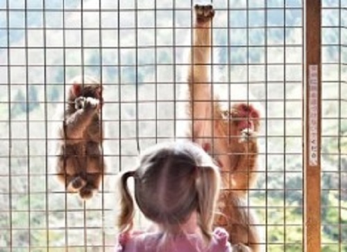 Nylon Monkey Safety Net - Nylon, Various Colors, Heat Resistant | Heavy Duty, Professional Grade, Lightweight, Flexible Installation