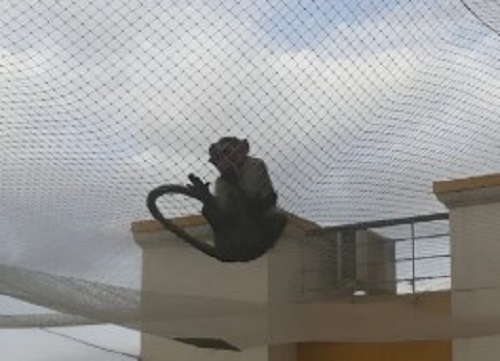 Nylon White Monkey Safety Net