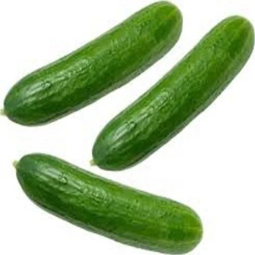Green Fresh Cucumber