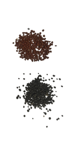 Agriculture Bio Fertilizers Powder