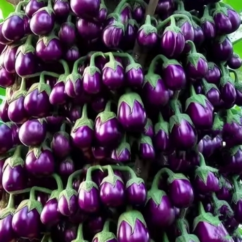 Fresh Brinjal - Various Sizes, Seasoned Style | Delivered Within Committed Timeframe, Long Shelf Life
