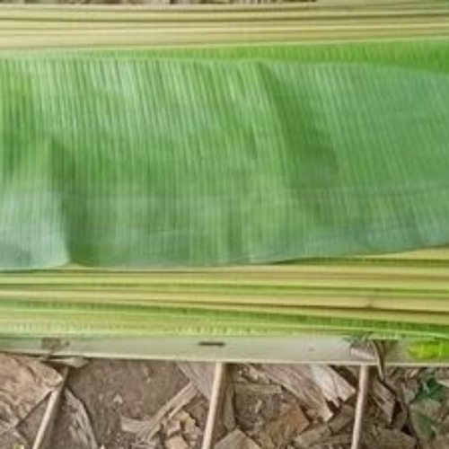 Banana Leaf - Green Stem Length 5-15 cm | Smooth Surface Eco Friendly Moisture Retentive Tear Resistant Biodegradable Food Safe Strong Structure Long Lasting