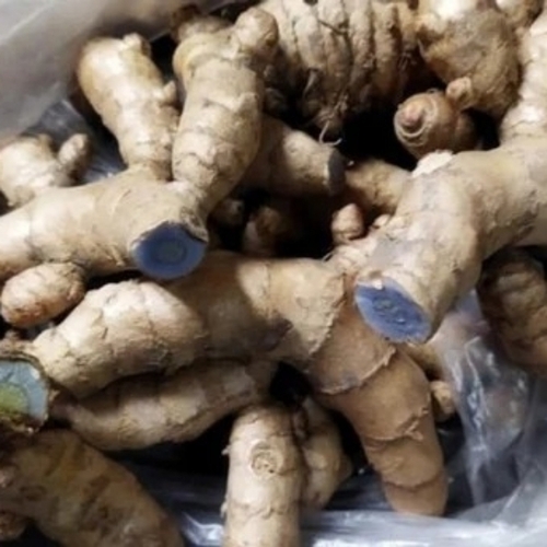 Natural Spice Fresh Black Turmeric Finger - Blue Color, Moisture Controlled 10-15% | Earthy, Pungent, Slightly Bitter Flavor, Chemical Free, Heavy Weight
