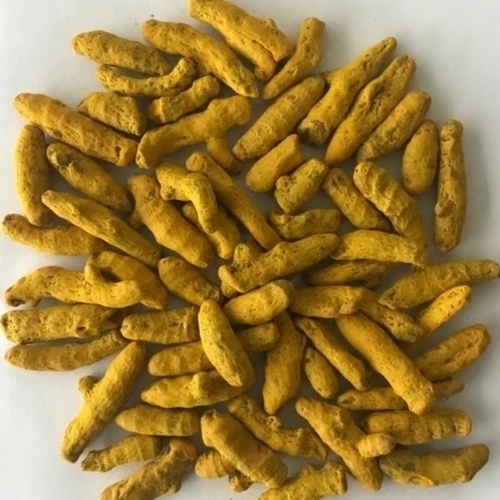 Raw Yellow Turmeric Finger
