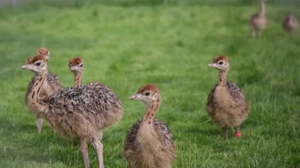 Chicks