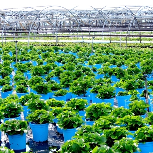 Commercial Horticulture Nursery