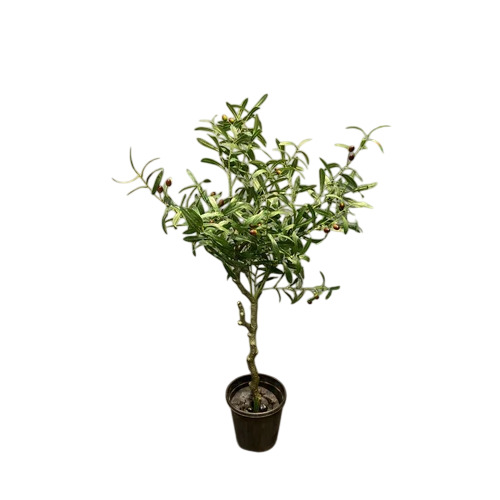 Olive Tree Artificial Plant