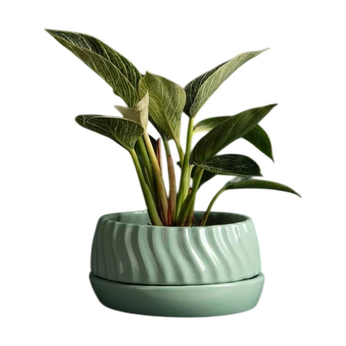 Sky Blue 8 Inch Concrete Flower Planter