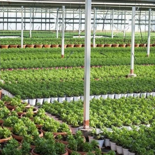 Uniform Seedlings Plant Nursery