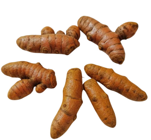 Lakadong Turmeric Finger