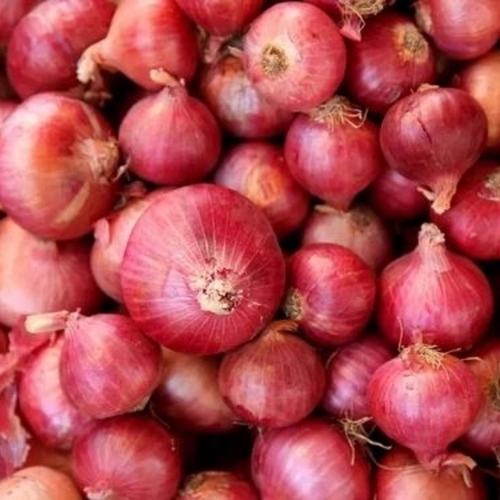 Onion - Cultivation Type: Organic