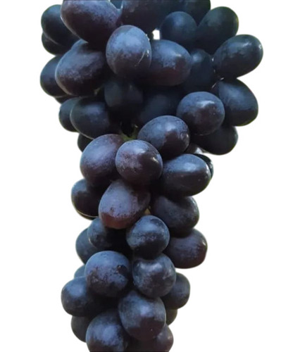 Black Seedless Grapes