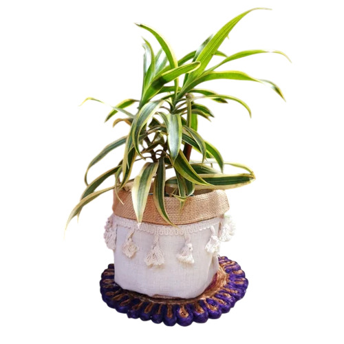 Jute Planter