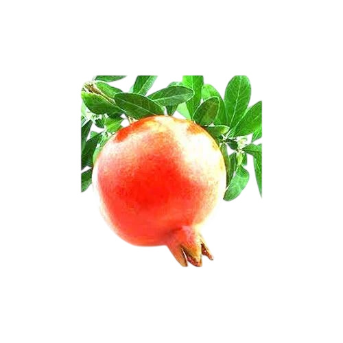 Fresh Red Pomegranates