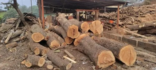 Neem Wooden Logs