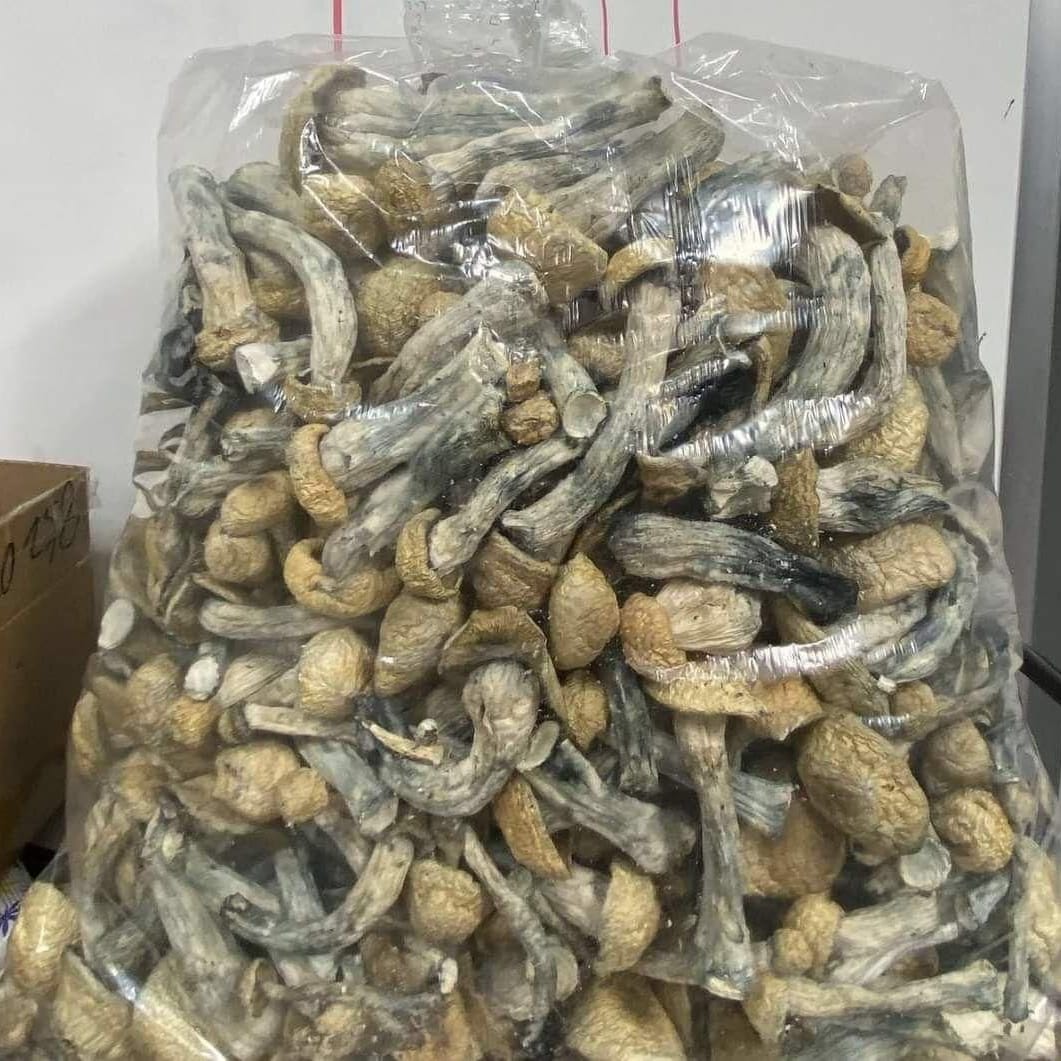 Dry Mushrooms  - Color: Brown