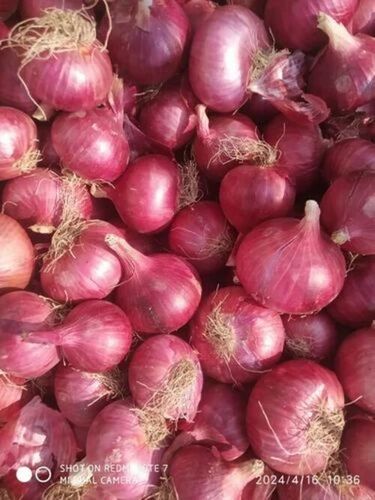 Fresh Pink Onion