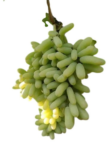 Green Seedless Grapes