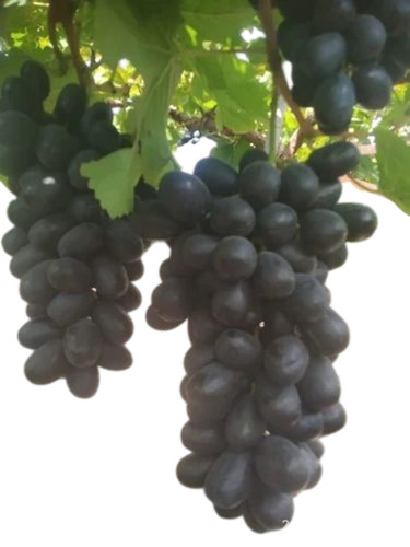 Sharad Black Seedless Grapes - 20 Kilograms, Black Color | Oval Shape, Sweet Taste, 7-10 Days Shelf Life