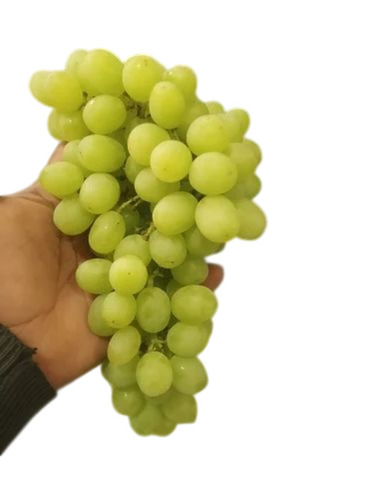 Thompson Seedless Grapes