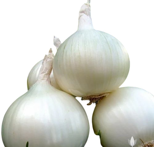 White Onion