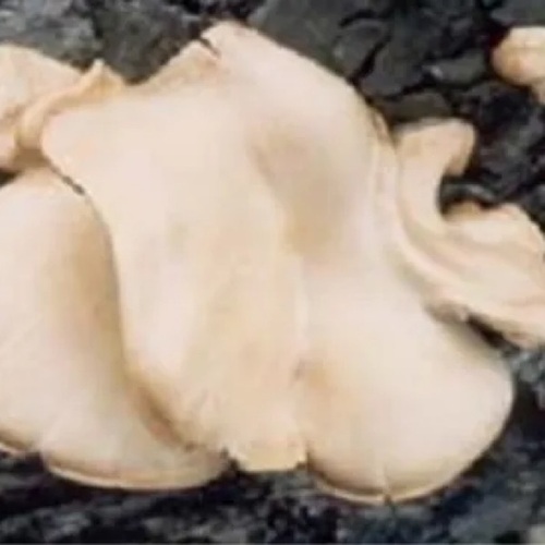 Oyster Mushroom