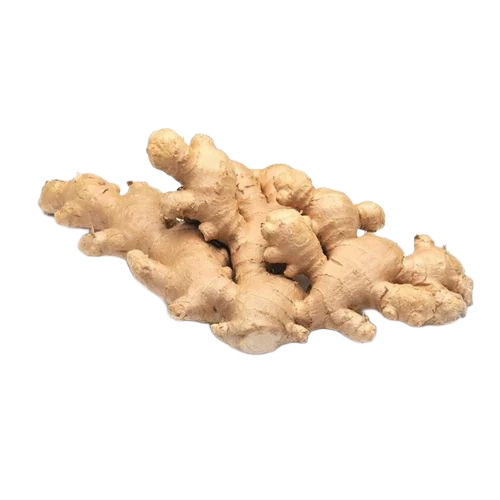 Natural Fresh Ginger - Nadrool Variety, 50 kg, Raw | Irregular Shape, Preserved Style, 7-10 Days Shelf Life