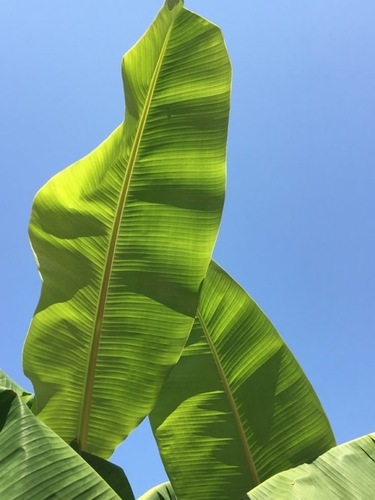 SK Banana Leafs Exporters