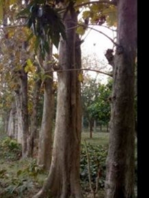 Teak Wood Round Log - Feature: Durable And Sturdy