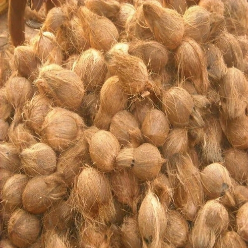 Semi husked mature coconut